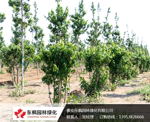 組合叢生紅點紅楓